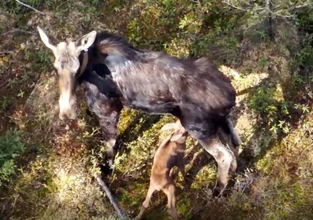 Researchers studying why Michigan’s moose population isn’t growing Researchers studying why Michigan’s moose population isn’t growing