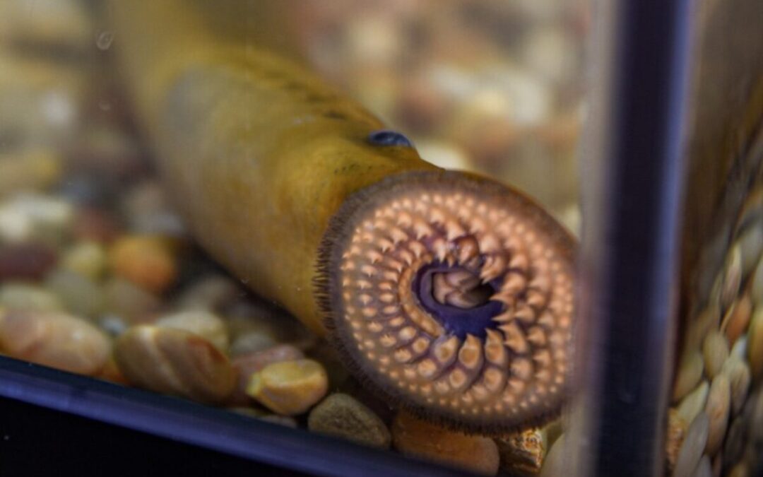 EPA grant will fund barrier to stop spread of sea lamprey in Grand River