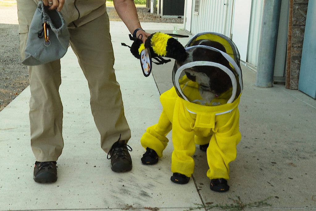 Former K-9 Maple is busy as a bee sniffing out threats to Michigan State University colonies