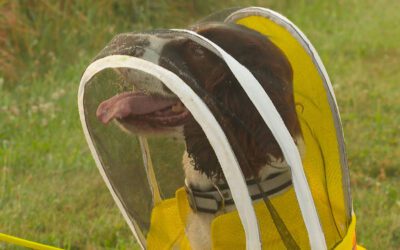 Former K-9 Maple is busy as a bee sniffing out threats to Michigan State University colonies