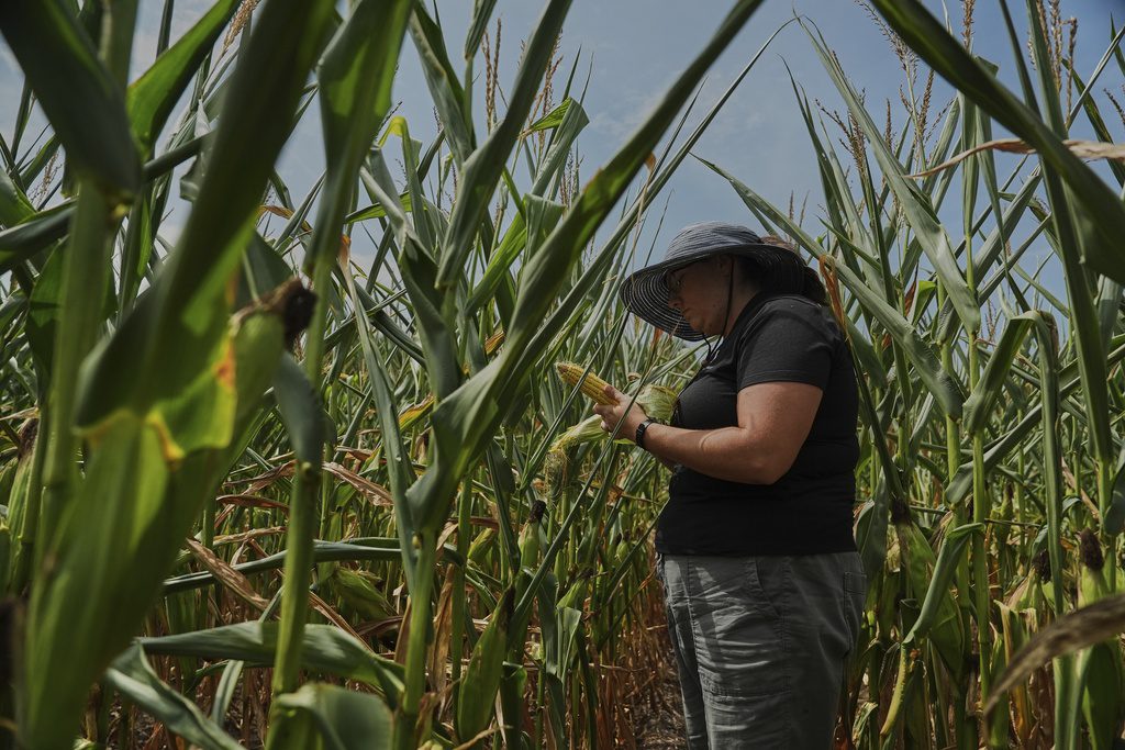 To get that perfect ear of corn, weather has to cooperate. But climate change is making it dicier