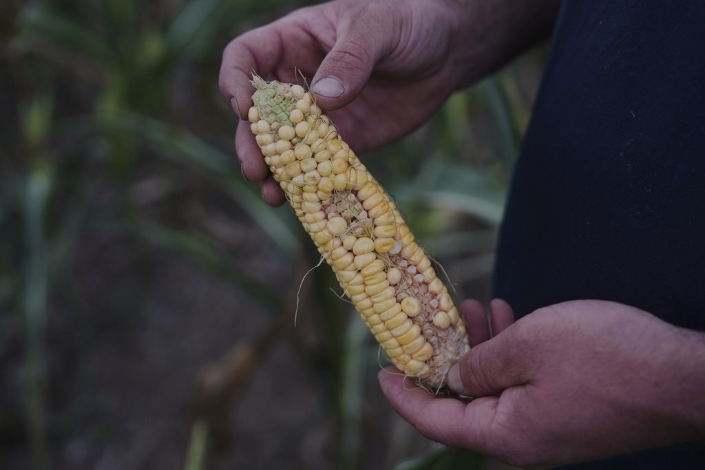To get that perfect ear of corn, weather has to cooperate. But climate change is making it dicier