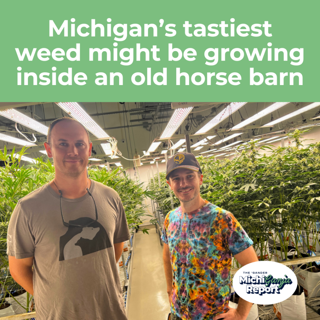 Is Michigan’s best weed really growing in an old horse barn?