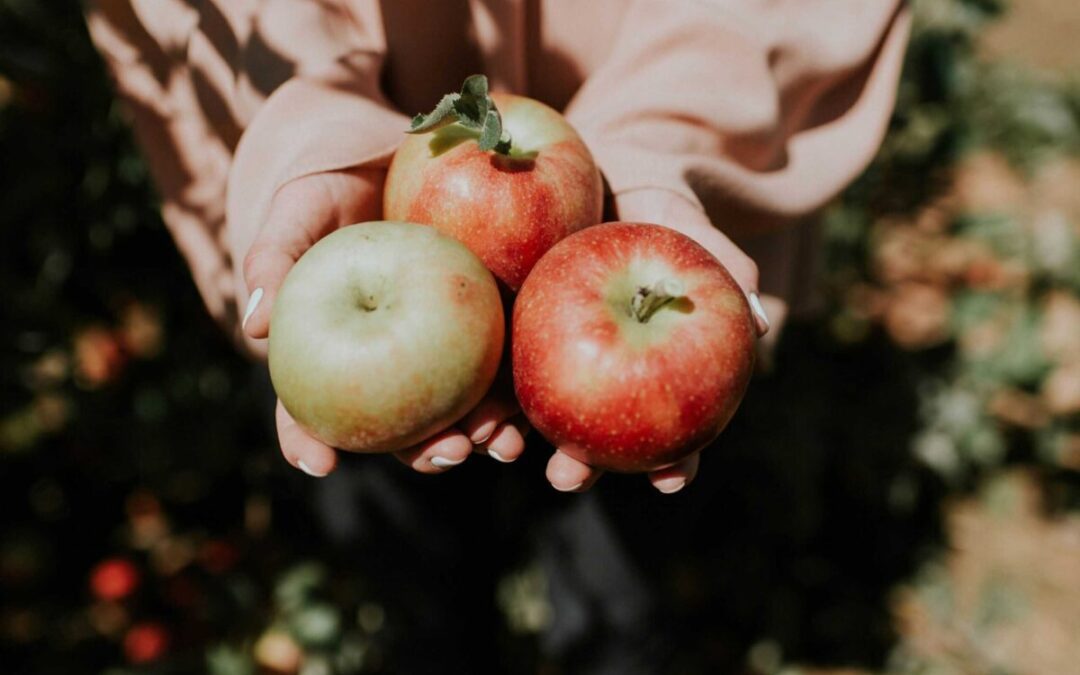 Your 2025 guide to apple picking in Michigan