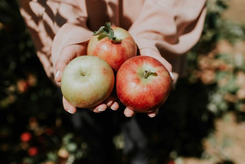 apple season in the Mitten State actually starts in August.