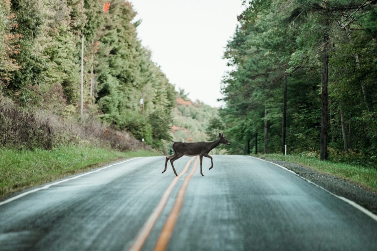 Study finds high risk of injury or death in motorcycle-deer collisions Study finds high risk of injury or death in motorcycle-deer collisions