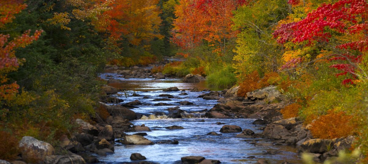 America’s No. 1 destination for fall colors is right here in Michigan America’s No. 1 destination for fall colors is right here in Michigan