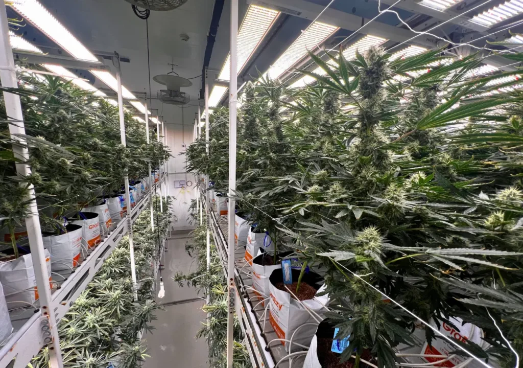 cannabis