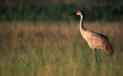 17 Michigan events to check out this weekend (Oct. 10-12)