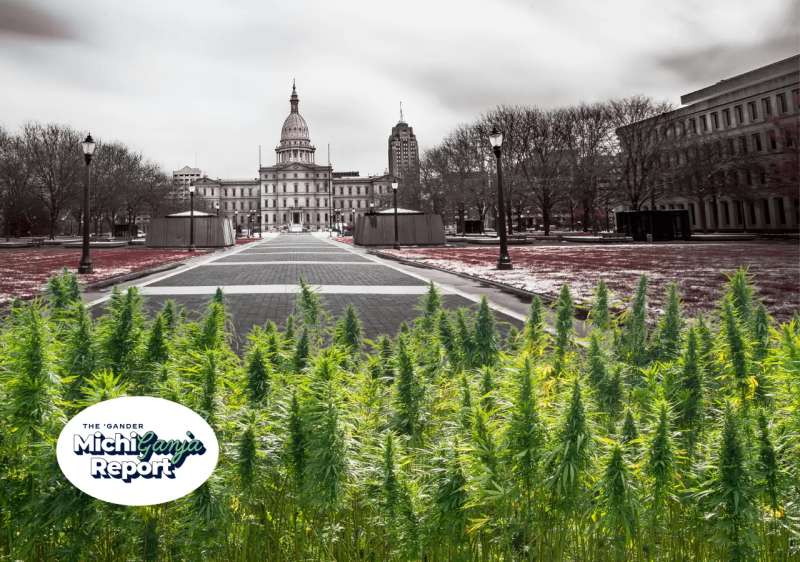 cannabis