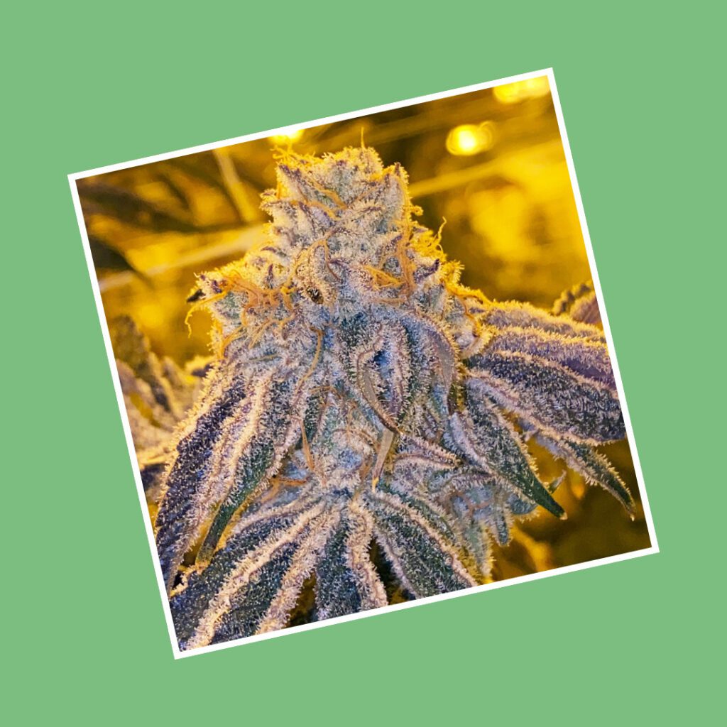 15 weed strains that prove Michigan growers have the weirdest sense of humor in America