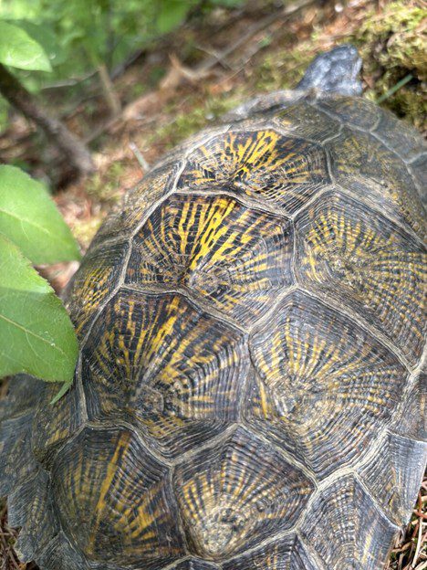 Mooz the dog helps scientists study threatened turtles