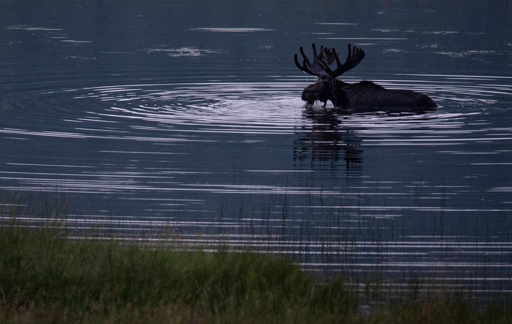 🫎 How to volunteer to track moose on Isle Royale
