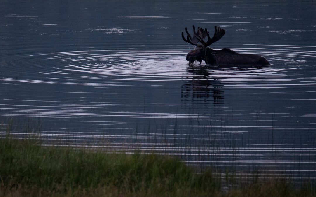 Tracking moose on Isle Royale. How to volunteer for Moosewatch