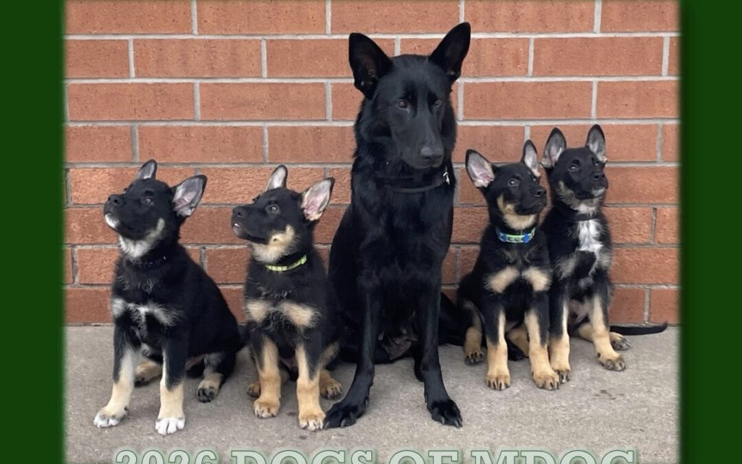 Lights, camera, bark! Dogs from Michigan prison training programs featured on 2026 calendar