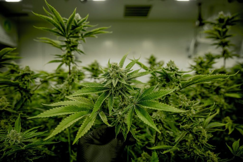 Cannabis workers are developing job-related asthma