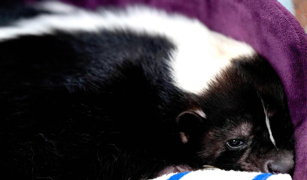 A Michigan man died of rabies after a kidney transplant. Here’s what happened.