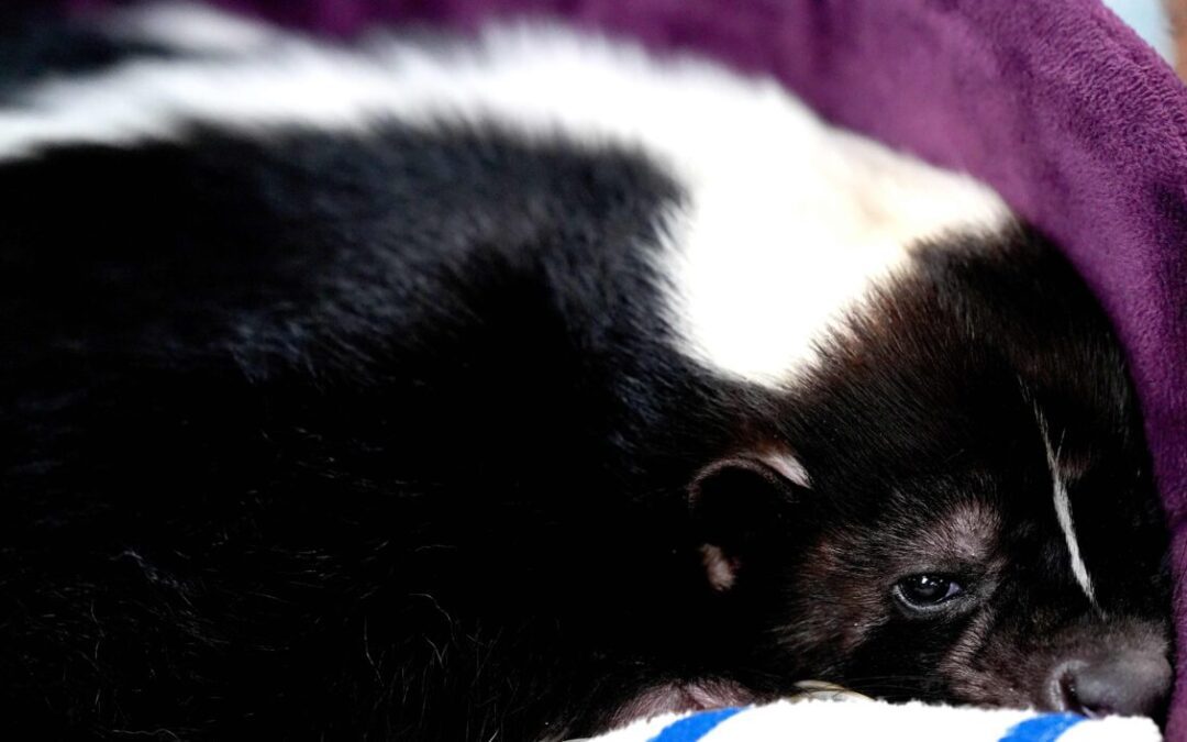 A Michigan man got a new kidney, then died from rabies. What happened