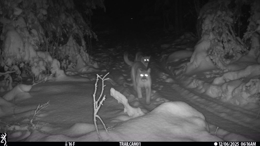 🐈 Michigan cougar kittens spotted once again