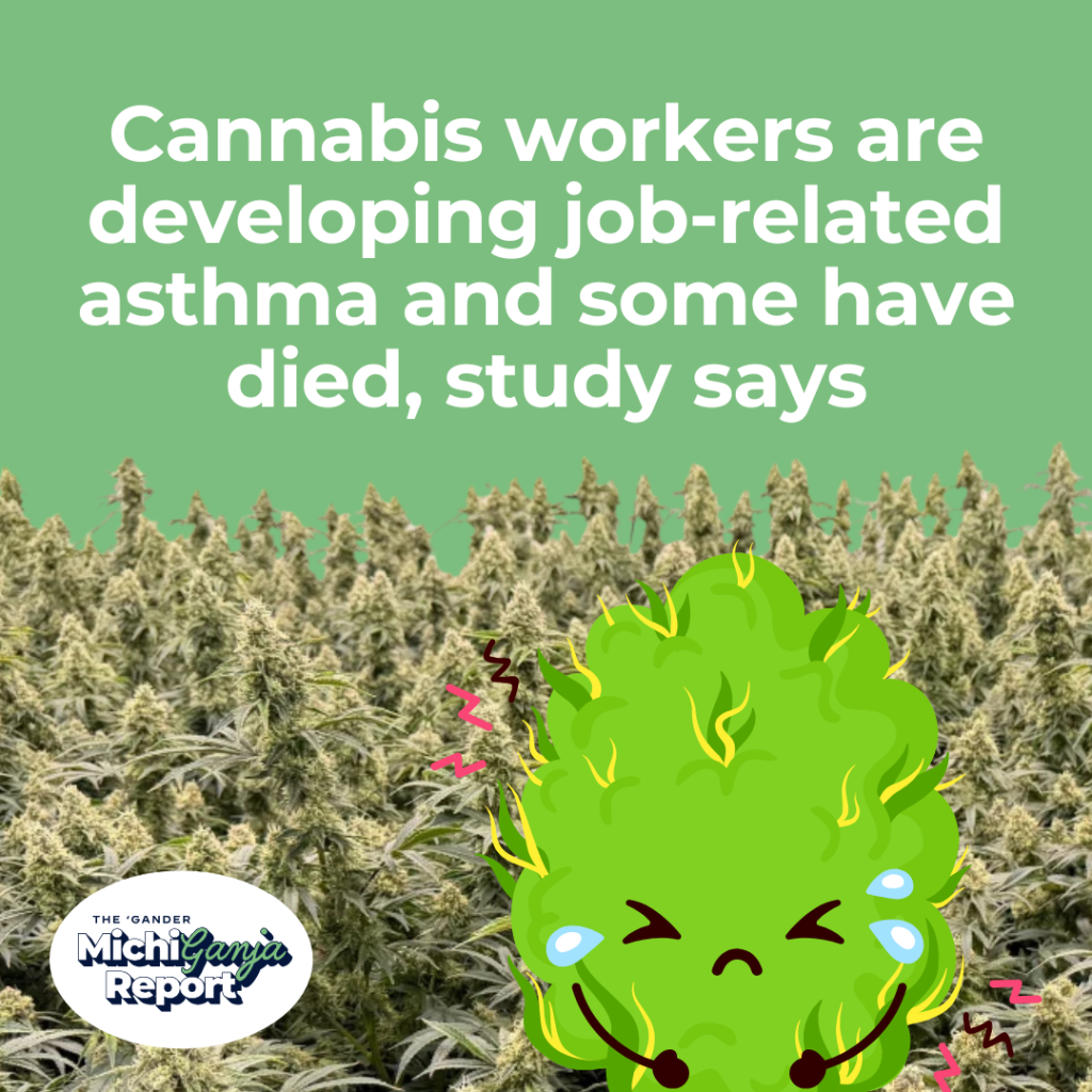 Why are Michigan’s cannabis workers getting sick?