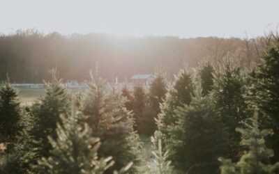 The 12 best cut-your-own tree farms in Michigan