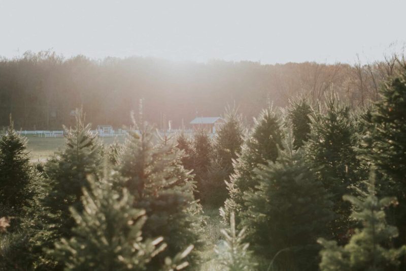 Michigan grows more varieties of Christmas trees than any other state.