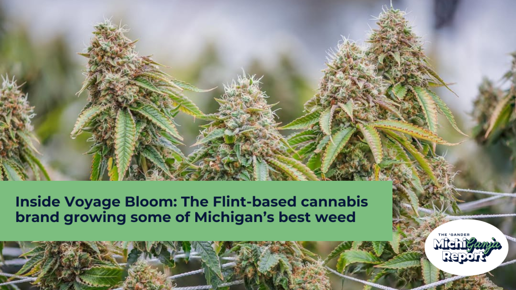 7 homegrown Michigan weed stories from 2025