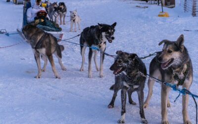 Here’s what’s happening in Michigan this weekend (Jan. 9-11)