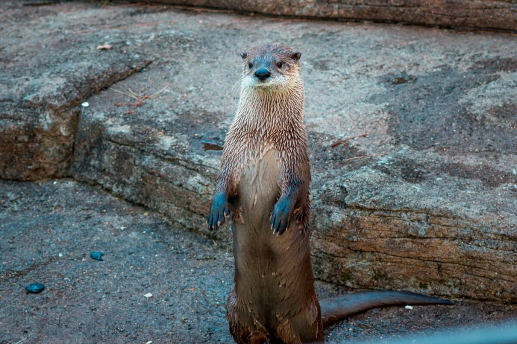 These viral animals from Michigan will turn your day around
