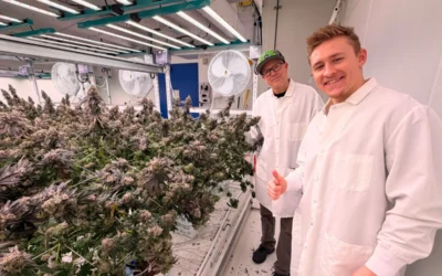 Why Omnino Cannabis wants Michigan stoners to actually know its name