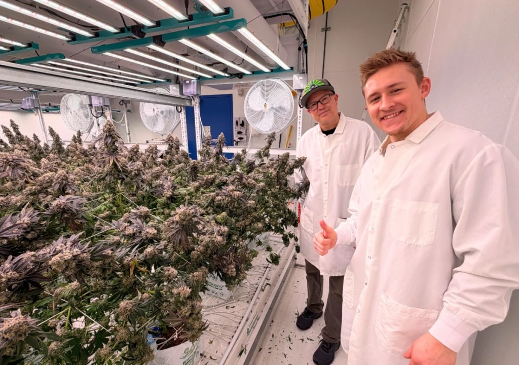 Why Omnino Cannabis wants Michigan stoners to actually know its name