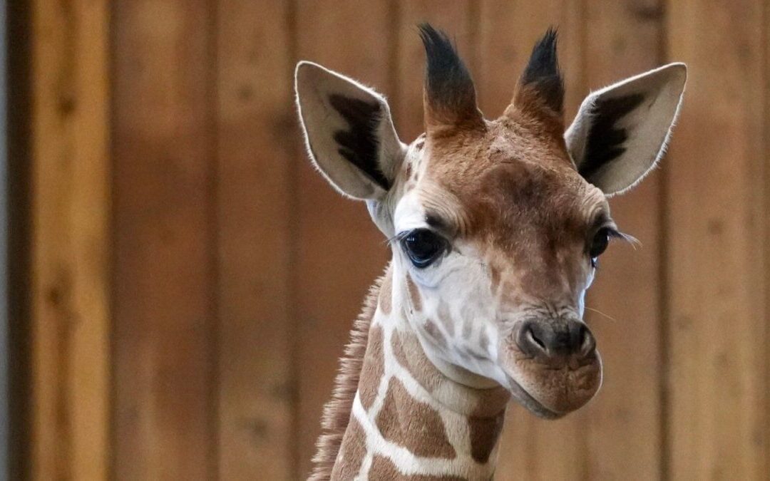 Detroit Zoo euthanizes baby giraffe after spinal injury