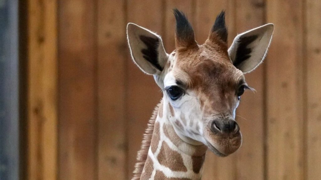 Detroit Zoo euthanizes baby giraffe after spinal injury