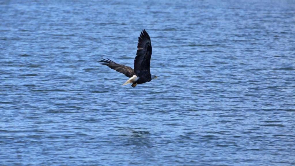 Michigan eaglets are hatching. Here’s how to watch