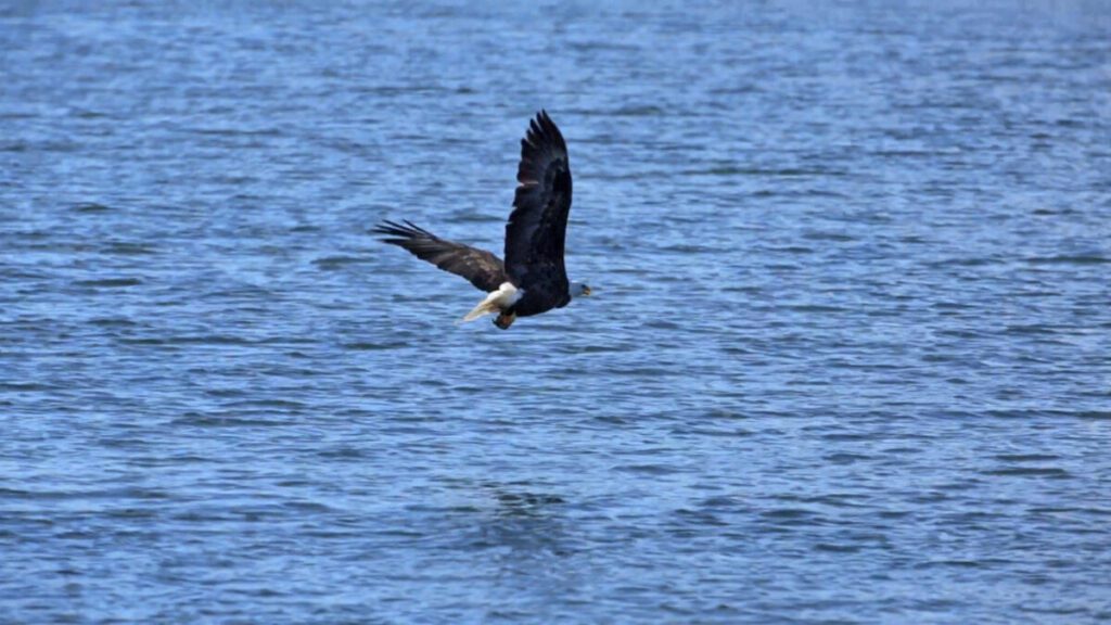 HARDGATE - The Gander