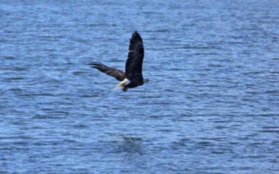 Michigan eagles are ready to hatch eaglets. How to watch