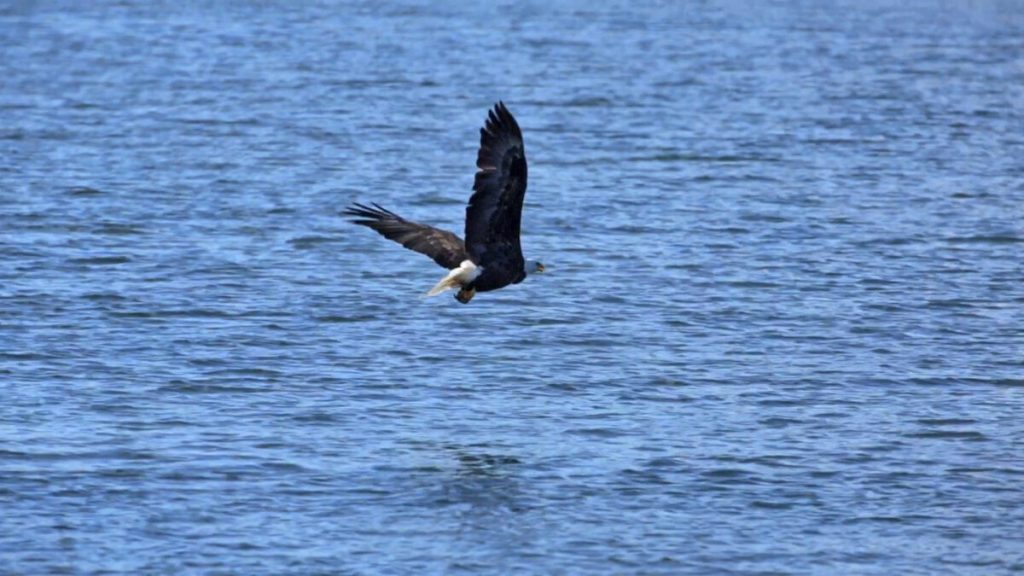 Michigan eagles are ready to hatch eaglets. How to watch