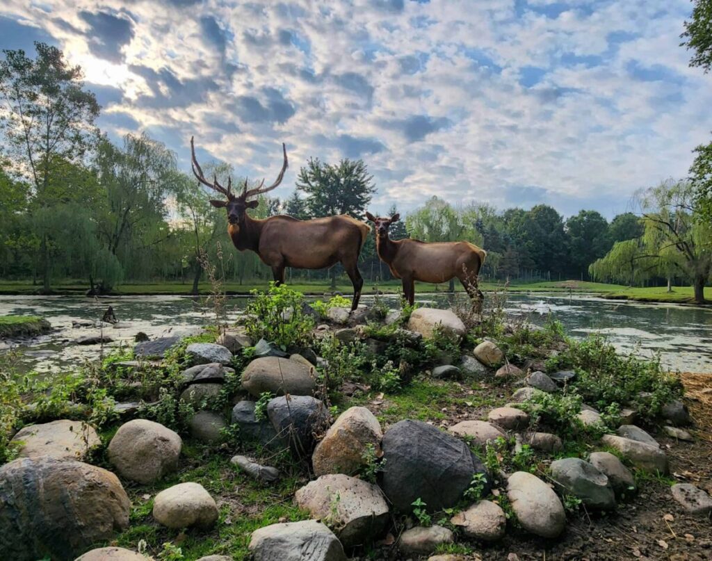 Animal sanctuaries are often non-profit organizations that focus on rescuing, rehabilitating, or rehousing animals that have been injured, abandoned, or have special needs.