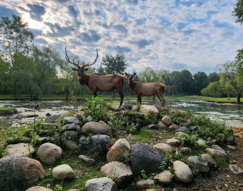 8 inspiring animal sanctuaries in Michigan