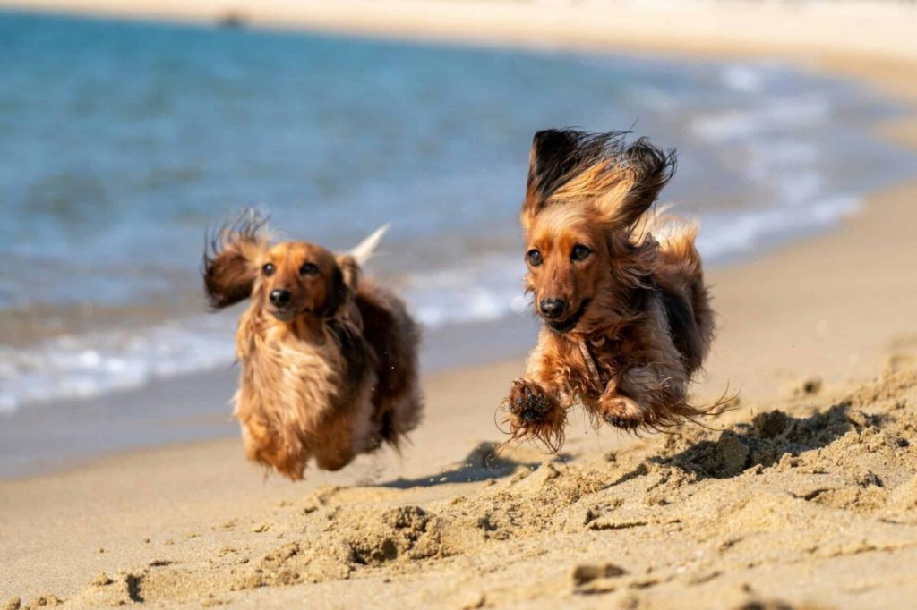 The 11 best dog parks in Michigan