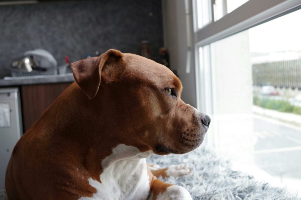 Michigan lawmaker wants to ban dog discrimination for home insurance