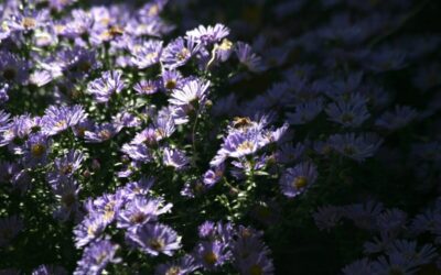 2026 Michigan wildflower season: What to know & where to go