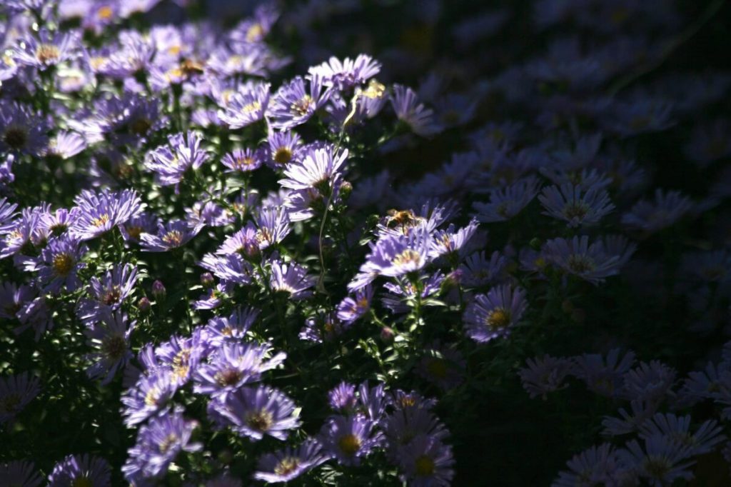 2026 Michigan wildflower season: What to know & where to go
