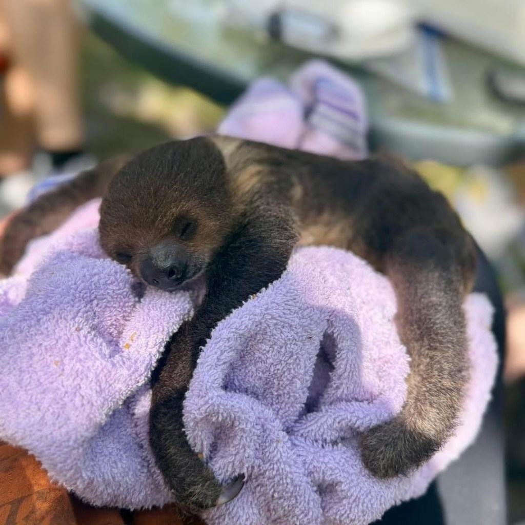 🦥 Baby sloth melts hearts at Michigan petting farm