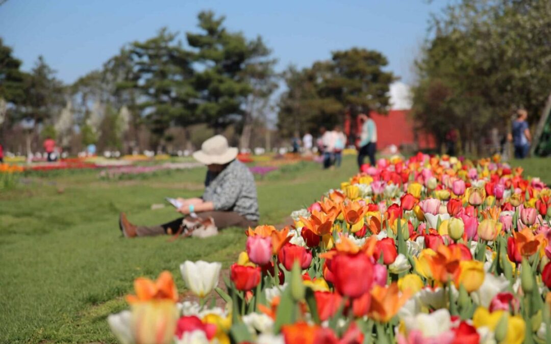 Tiptoe through the tulips: A guide to Tulip Time 2026 in Holland, Michigan