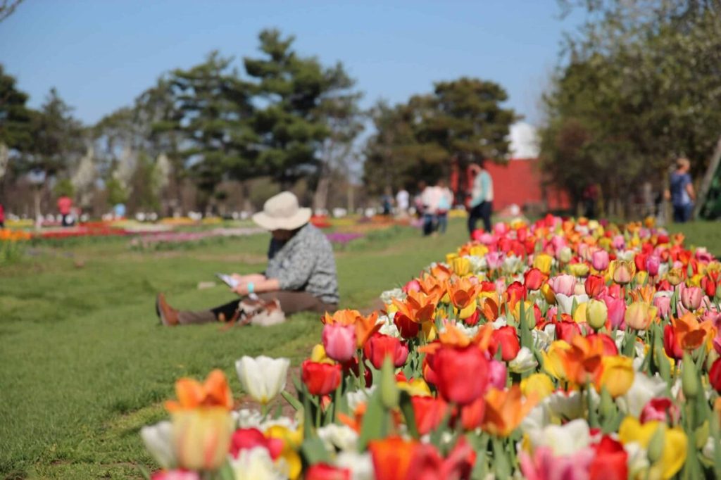 A guide to Tulip Time 2026 in Holland, Michigan