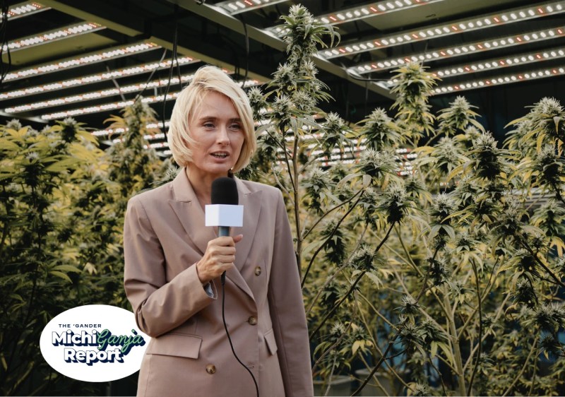 cannabis