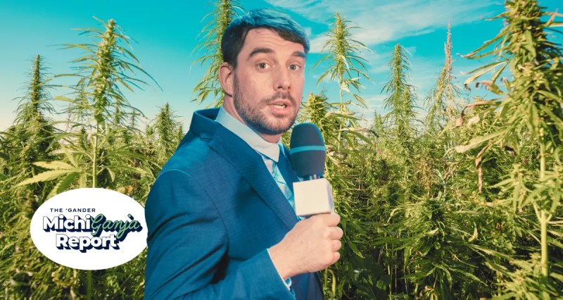 cannabis