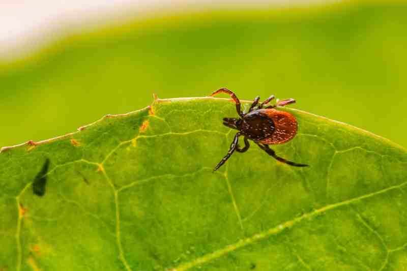 Cases of tick-borne diseases, including Lyme and anaplasmosis, have soared in Michigan over the past five years.