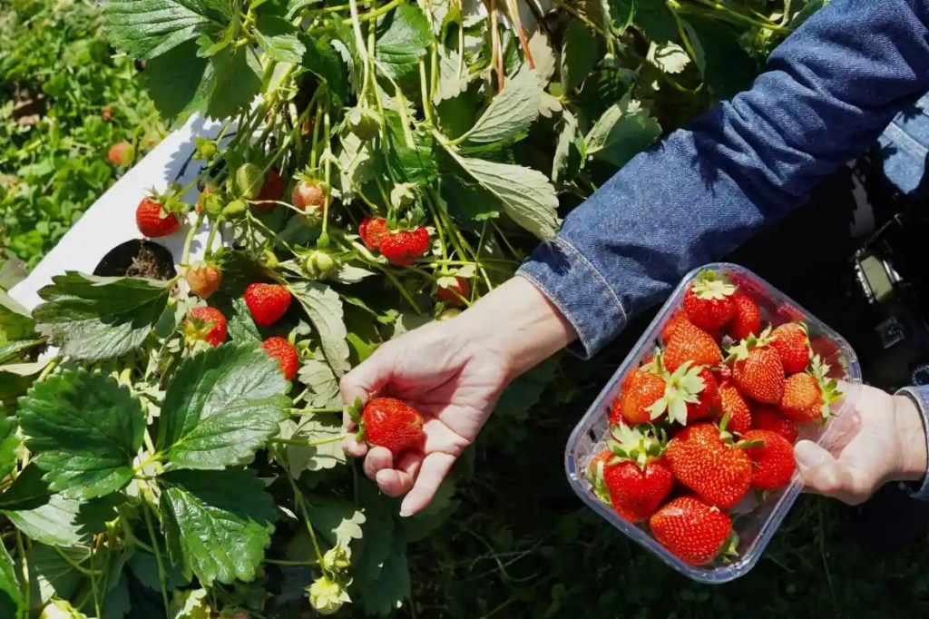 🍓 Your guide to summer berry picking in Michigan